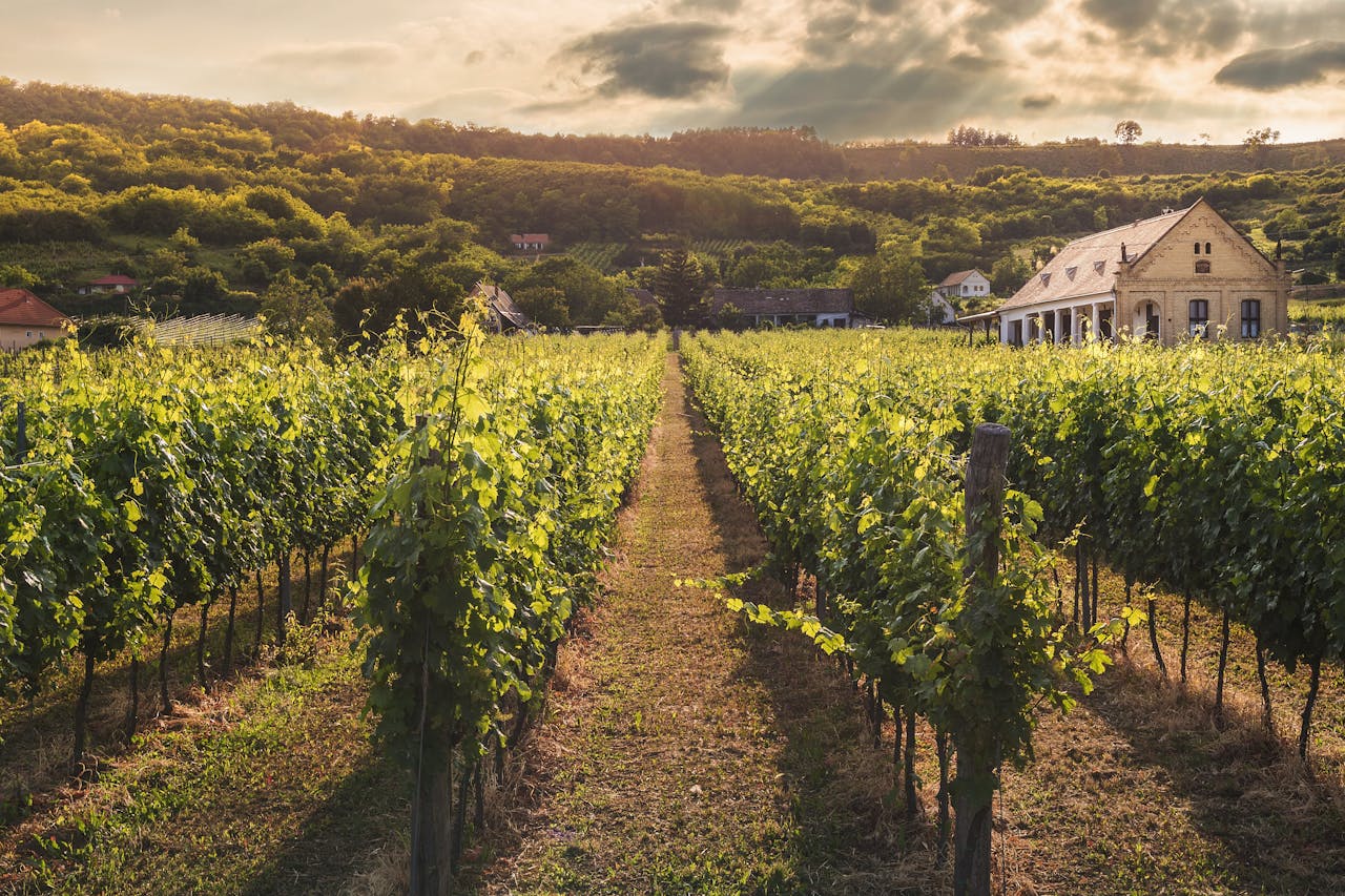 Serene vineyard scene with verdant rows under a dramatic sunset sky.
